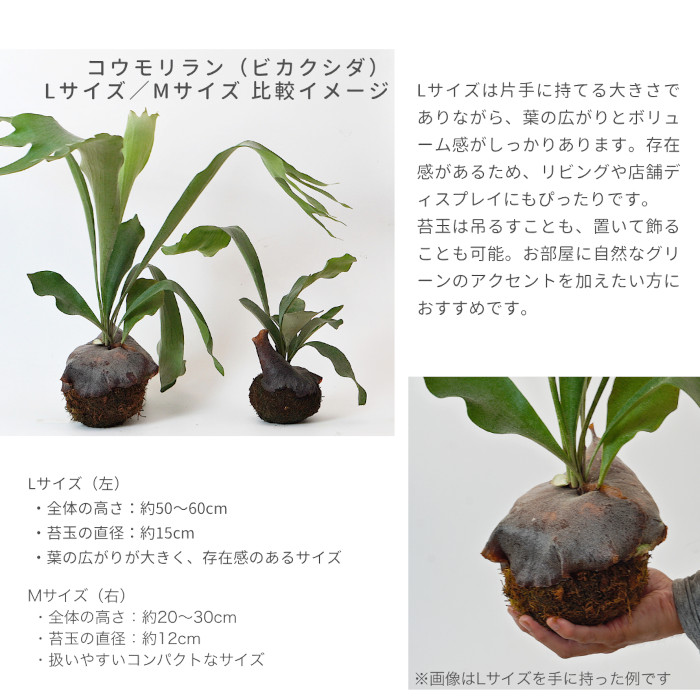 platycerium2.jpg