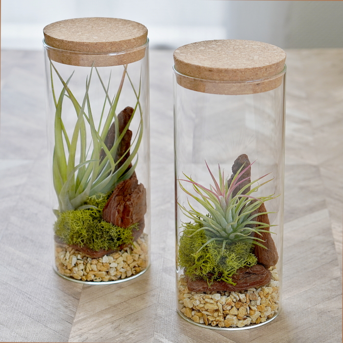 エアプランツ コルクびん テラリウムボトル M 植物セット チランジア