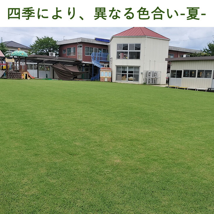 タンスのゲン 天然芝 1.5平米 高麗芝 姫高麗芝 芝生 高麗 ガーデニング