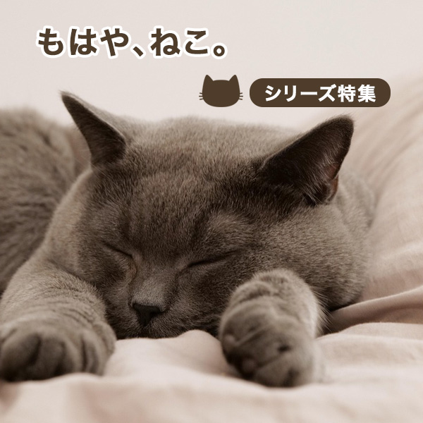 もはや、ねこ。シリーズ