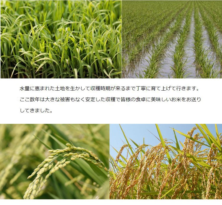 令和5年収穫　徳島県産コシヒカリ　玄米　10kg コシヒカリ 米 10kg 徳島県産 阿南地区指定 お米 10キロ 令和5