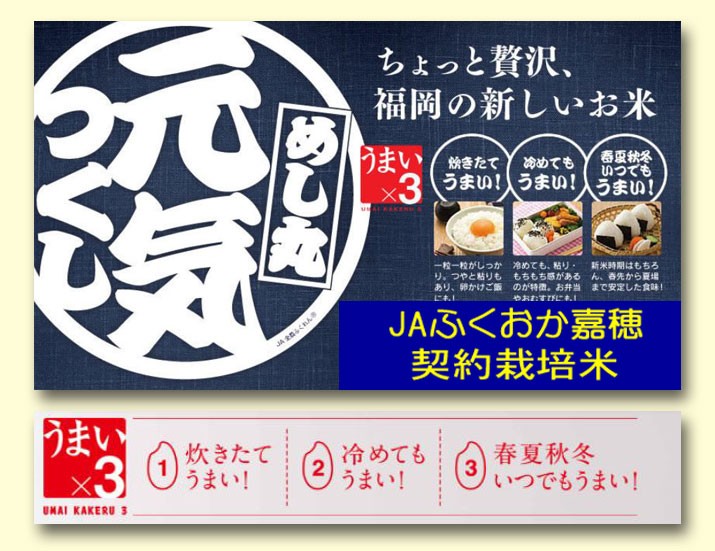 元気つくし 米 10kg 特別栽培米 福岡県産 お米 10キロ 令和6年産