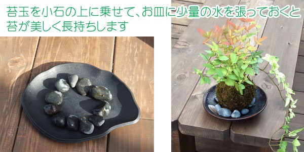 苔玉の管理 お手入れ 育て方 苔玉とミニ盆栽の店 多輪和 通販 Yahoo ショッピング