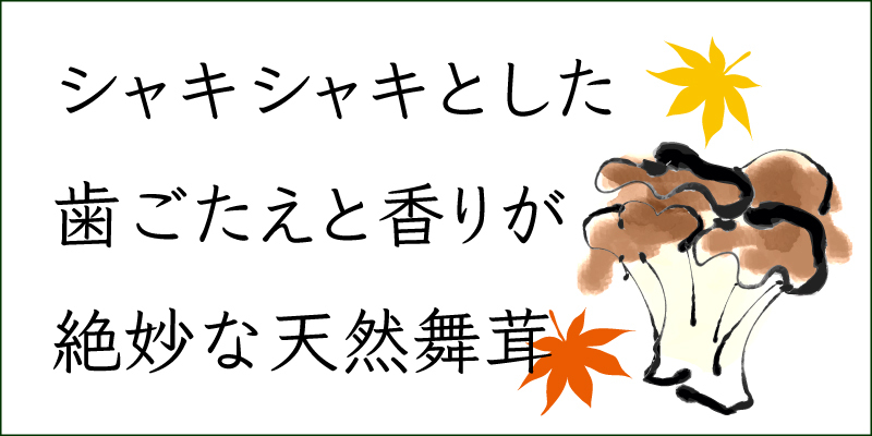 天然舞茸2kg【ご予約受付中10月上旬発送開始】秋田産 採れたての天然