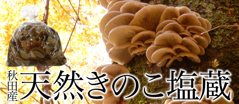 天然きのこ塩漬け2kg【ご予約受付中!11月発送】秋田産 ナラタケ