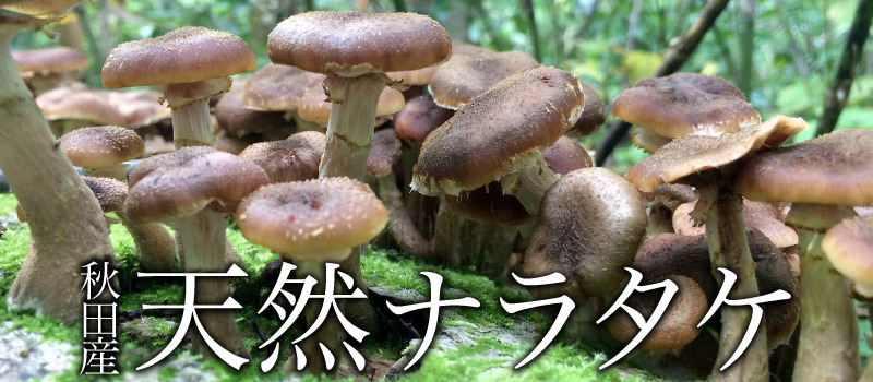 天然ならたけ1kg【ご予約受付中10月発送】秋田産 天然きのこ ナラタケ