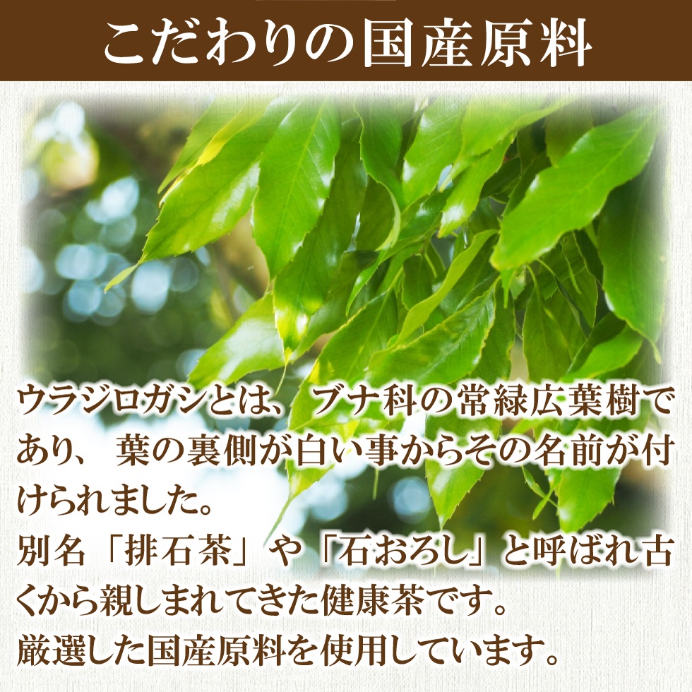 ウラジロガシ茶