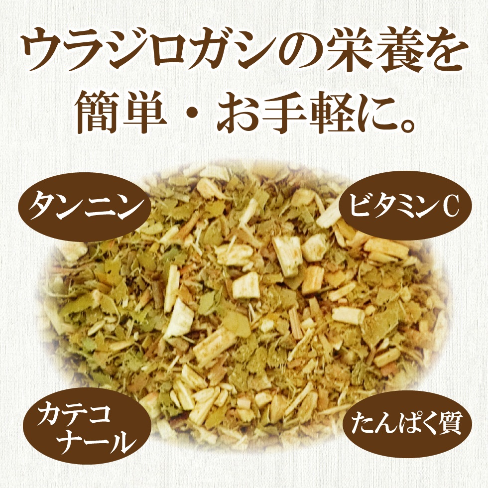 ウラジロガシ茶