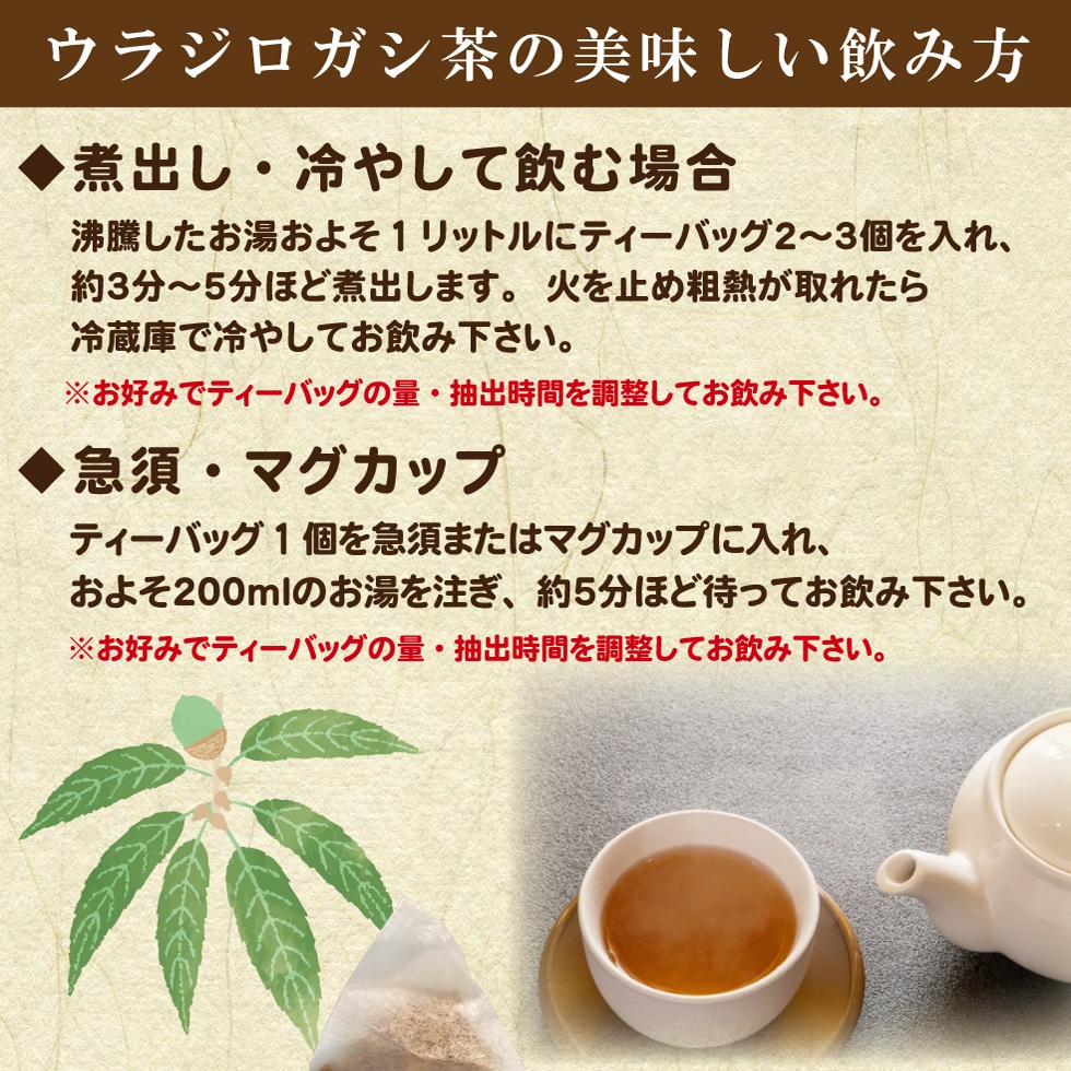 ウラジロガシ茶