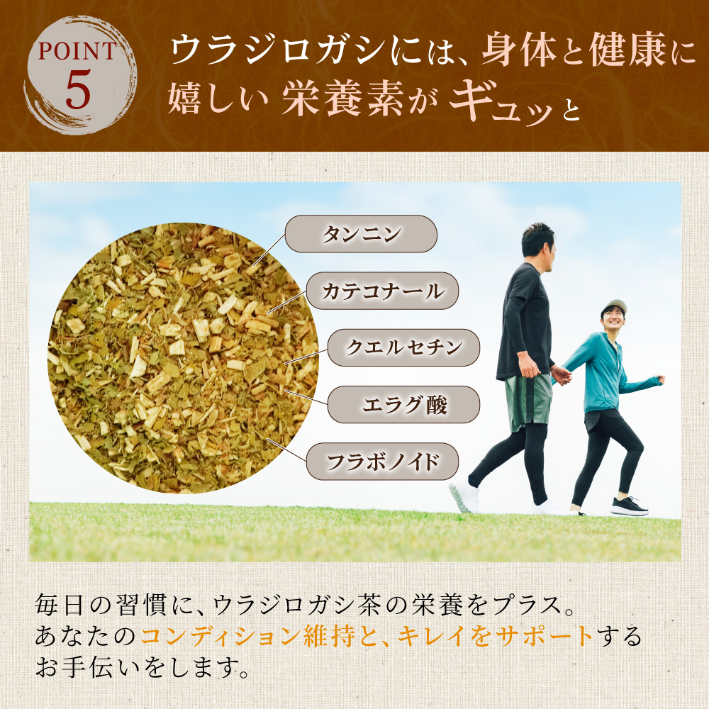 ウラジロガシ茶