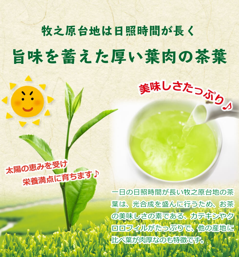 送料無料 牧之原茶 100g×3袋セット お茶 緑茶 煎茶 茶 茶葉 お茶葉