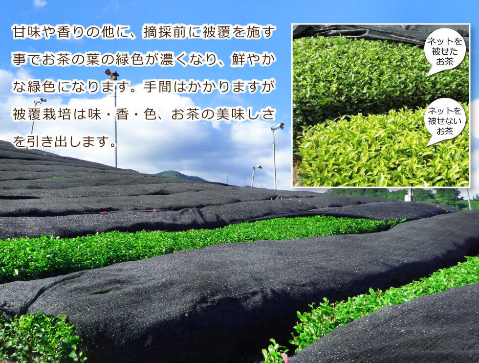 玉露煎茶