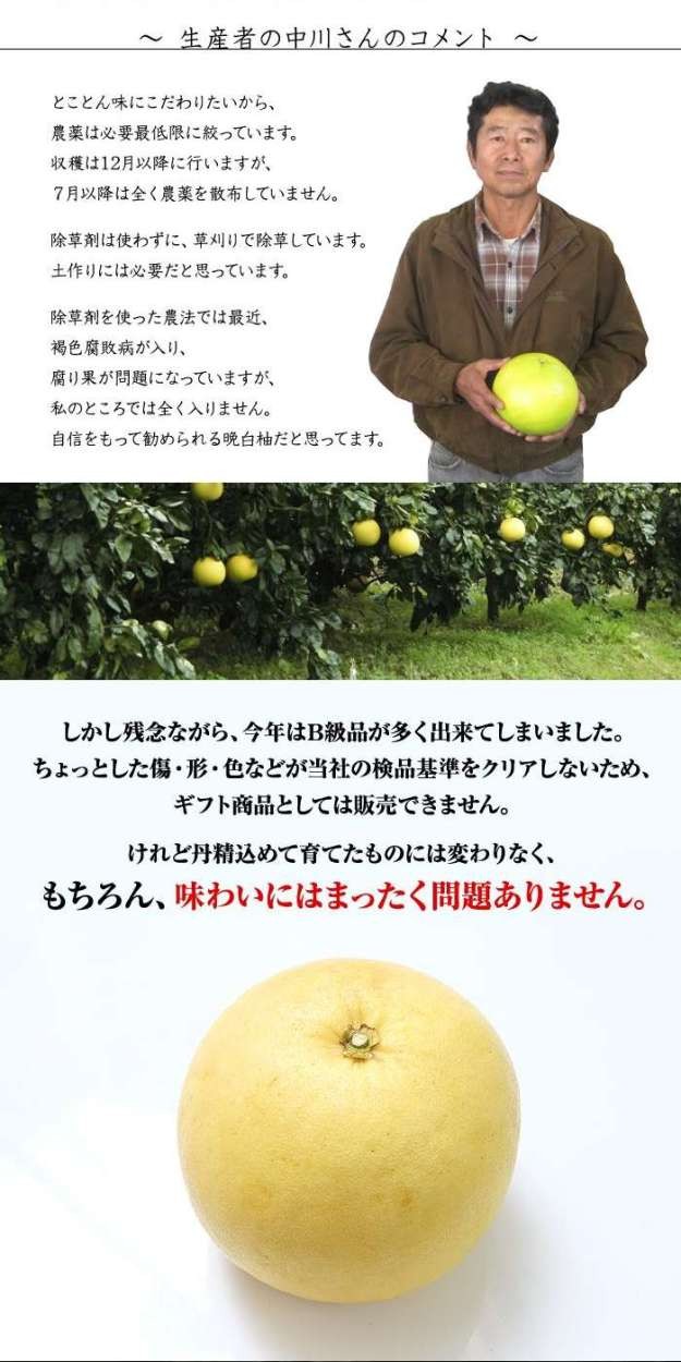 山麓園 熊本 八代産 晩白柚（ばんぺいゆ）L玉 2L玉 3L 4L サイズ