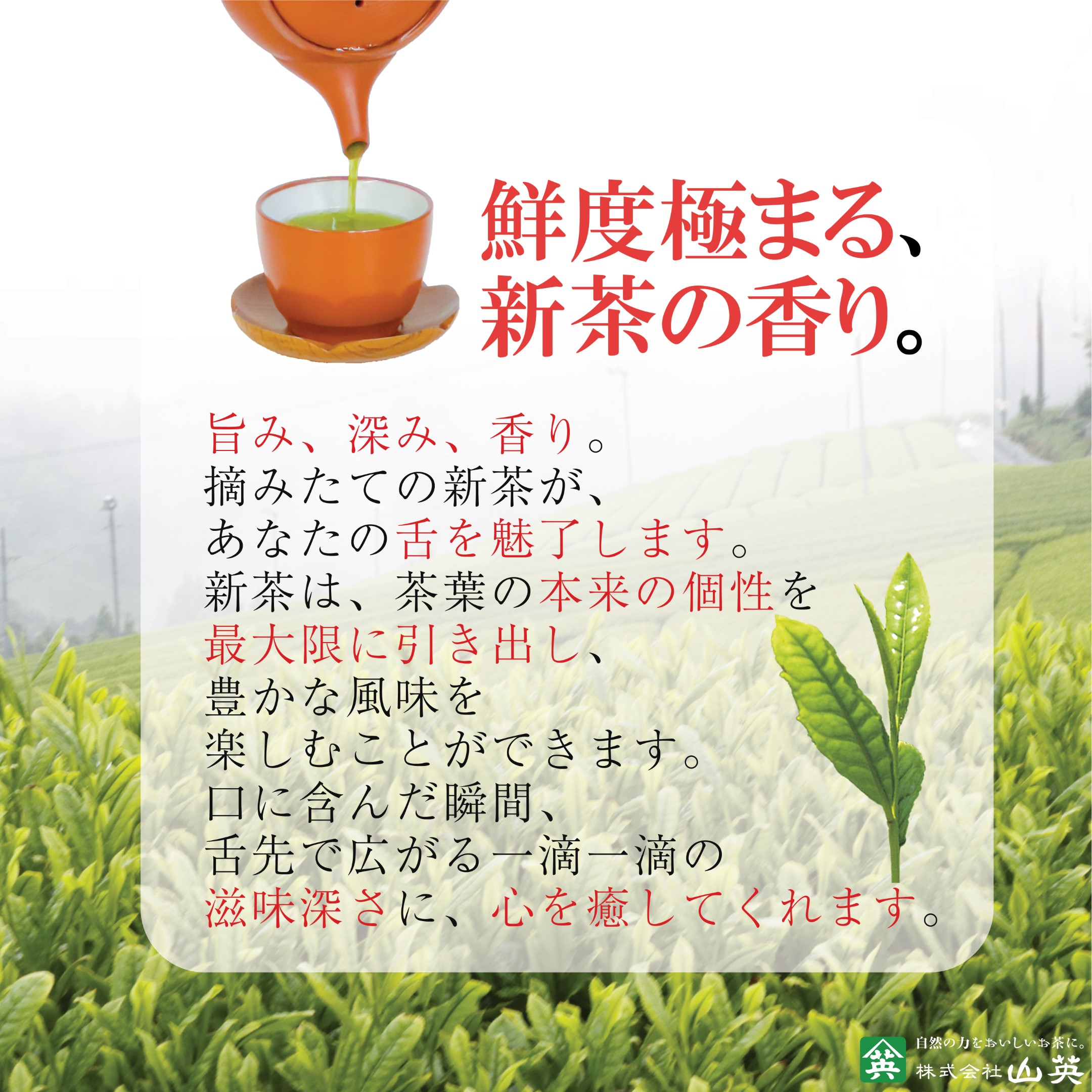 お茶 緑茶 新茶 2024年 深蒸し 掛川茶 水出し 静岡茶 世界農業遺産 茶草場農法 の里 掛川市 100g お茶の山英 一番茶 AYR 2袋 セット｜tea-yamaei｜05