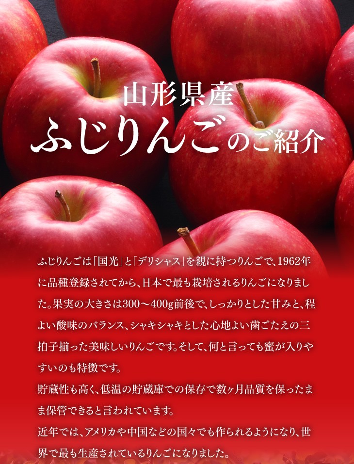 山形県産ふじりんごのご紹介 | ふじりんごは「国光」と「デリシャス」を親に持つりんごで、1962年に品種登録されてから、日本で最も栽培されるりんごになりました。果実の大きさは300〜400g前後で、しっかりとした甘みと、程よい酸味のバランス、シャキシャキとした心地よい歯ごたえの三拍子揃った美味しいりんごです。そして、何と言っても蜜が入りやすいのも特徴です。貯蔵性も高く、低温の貯蔵庫での保存で数ヶ月品質を保ったまま保管できると言われています。近年では、アメリカや中国などの国々でも作られるようになり、世界で最も生産されているりんごになりました。