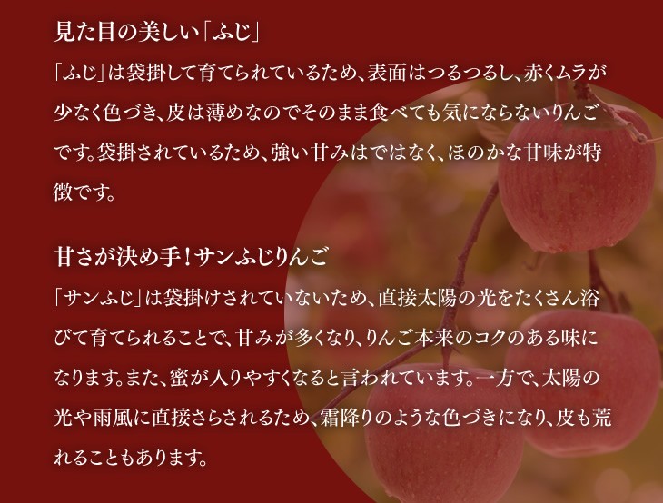 見た目の美しい「ふじ」「ふじ」は袋掛して育てられているため、表面はつるつるし、赤くムラが少なく色づき、皮は薄めなのでそのまま食べても気にならないりんごです。袋掛されているため、強い甘みはではなく、ほのかな甘味が特徴です。甘さが決め手！サンふじりんご「サンふじ」は袋掛けされていないため、直接太陽の光をたくさん浴びて育てられることで、甘みが多くなり、りんご本来のコクのある味になります。また、蜜が入りやすくなると言われています。一方で、太陽の光や雨風に直接さらされるため、霜降りのような色づきになり、皮も荒れることもあります。