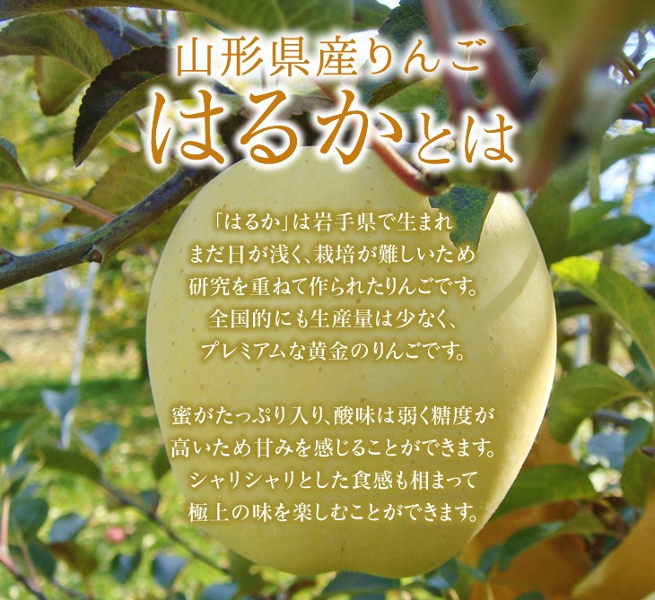 山形県産りんごはるかとは | 「はるか」は岩手県で開発されてからまだ日が浅く、栽培が難しいため研究を重ねて作られたりんごです。全国的にも生産量は少なく、プレミアムな黄金のりんごです。蜜がたっぷり入り、酸味は弱く糖度が高いため甘みを感じることができます。シャリシャリとした食感も相まって極上の味を楽しむことができます。