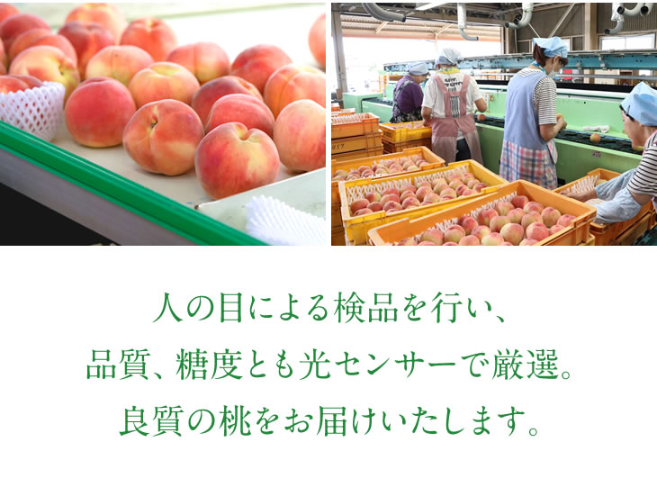 光センサー使って、品質のバラつきを抑え、一定化を図りつつ、甘さや美味しさにこだわっています。