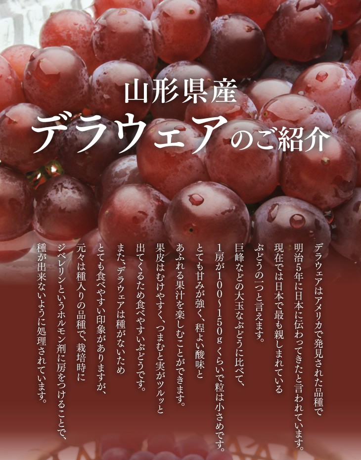 山形県産デラウェアのご紹介 | デラウェアはアメリカで発見された品種で明治５年に日本に伝わってきたと言われています。現在では日本で最も親しまれているぶどうの一つと言えます。巨峰などの大玉なぶどうに比べて、１房が１００〜１５０ｇくらいで粒は小さめです。とても甘みが強く、程よい酸味とあふれる果汁を楽しむことができます。果皮はむけやすく、つまむと実がツルッと出てくるため食べやすいぶどうです。また、デラウェアは種がないためとても食べやすい印象がありますが、元々は種入りの品種で、栽培時にジベレリンというホルモン剤に房をつけることで、種が出来ないように処理されています。