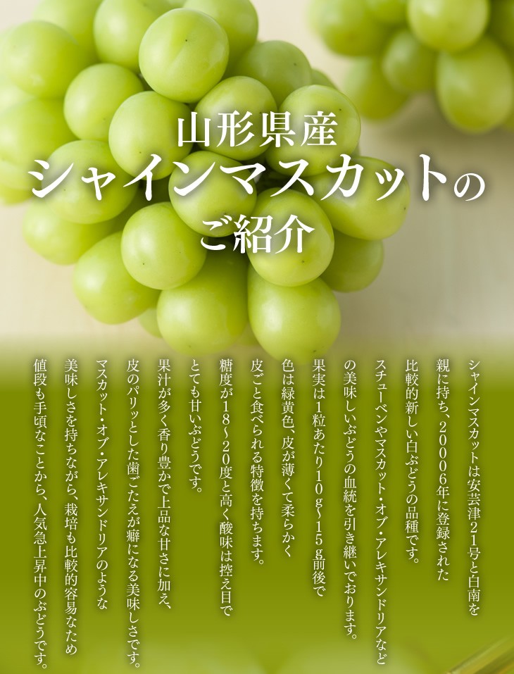 山形県産シャインマスカットのご紹介 | シャインマスカットは安芸津２１号と白南を親に持ち、２０００６年に登録された比較的新しい白ぶどうの品種です。スチューベンやマスカット・オブ・アレキサンドリアなどの美味しいぶどうの血統を引き継いでおります。果実は１粒あたり１０ｇ～１５ｇ前後で色は緑黄色、皮が薄くて柔らかく皮ごと食べられる特徴を持ちます。糖度が１８～２０度と高く酸味は控え目でとても甘いぶどうです。果汁が多く香り豊かで上品な甘さに加え、皮のパリッとした歯ごたえが癖になる美味しさです。マスカット・オブ・アレキサンドリアのような美味しさを持ちながら、栽培も比較的容易なため値段も手頃なことから、人気急上昇中のぶどうです。