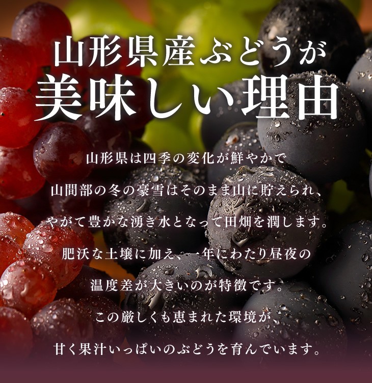 山形県産ぶどうが美味しい理由 | 山形県は四季の変化が鮮やかで山間部の冬の豪雪はそのまま山に貯えられ、やがて豊かな湧き水となって田畑を潤します。肥沃な土壌に加え、一年にわたり昼夜の温度差が大きいのが特徴です。この厳しくも恵まれた環境が、甘く果汁いっぱいのぶどうを育んでいます。