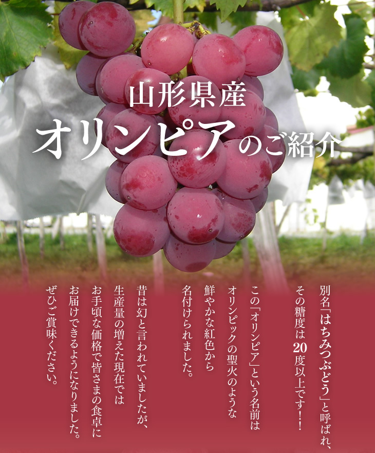 山形県産オリンピアのご紹介｜別名「はちみつぶどう」と呼ばれ、その糖度は 　度以上です！！この「オリンピア」という名前はオリンピックの聖火のような鮮やかな紅色から名付けられました。昔は幻と言われていましたが、生産量の増えた現在ではお手頃な価格で皆さまの食卓にお届けできるようになりました。ぜひご賞味ください。