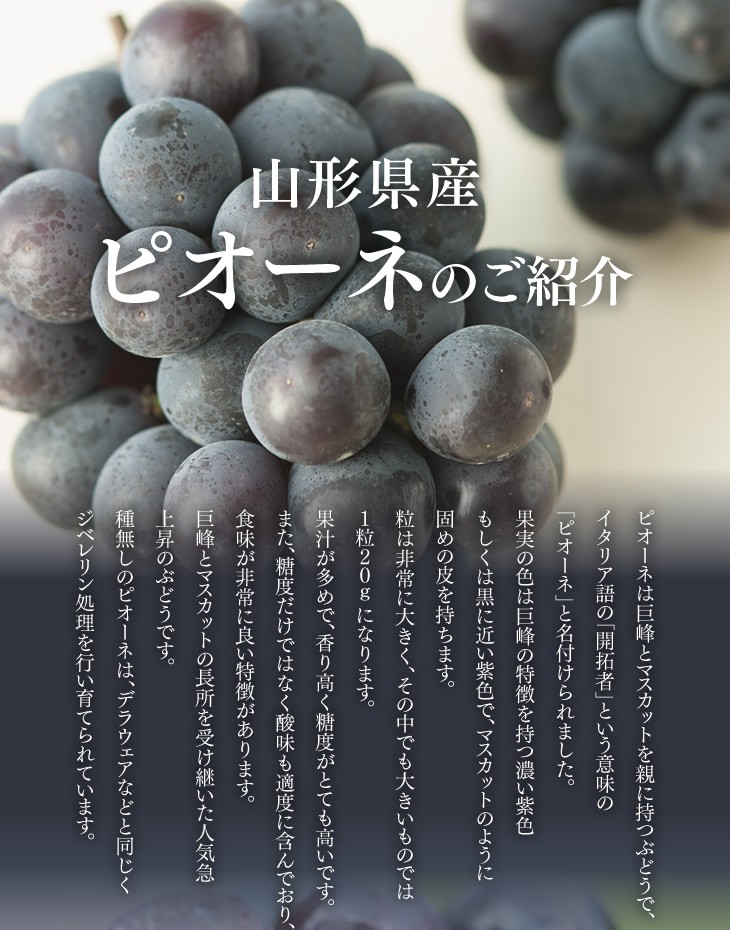 山形県産ピオーネのご紹介｜ピオーネは巨峰とマスカットを親に持つぶどうで、イタリア語の「開拓者」という意味の「ピオーネ」と名付けられました。果実の色は巨峰の特徴を持つ濃い紫色もしくは黒に近い紫色で、マスカットのように固めの皮を持ちます。粒は非常に大きく、その中でも大きいものでは１粒２０ｇになります。果汁が多めで、香り高く糖度がとても高いです。また、糖度だけではなく酸味も適度に含んでおり、食味が非常に良い特徴があります。巨峰とマスカットの長所を受け継いた人気急上昇のぶどうです。種無しのピオーネは、デラウェアなどと同じくジベレリン処理を行い育てられています。