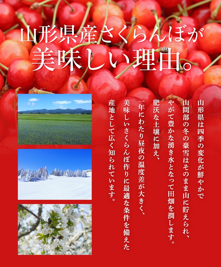JAてんどうフーズ うまいもの通販 - さくらんぼ｜Yahoo!ショッピング