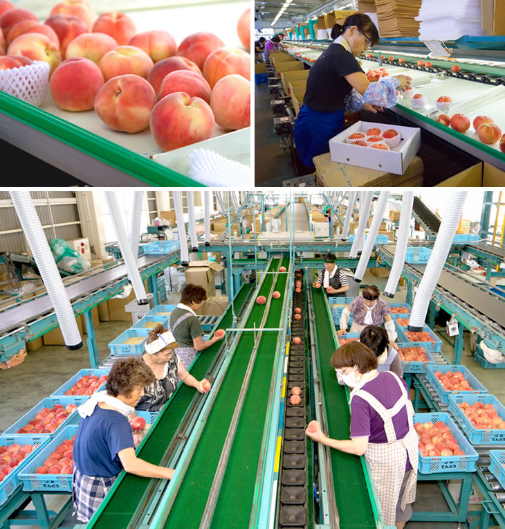 贈答用 果肉たっぷり もも ゼリー 240g×8個 贅沢 ぷるぷる 山形県産