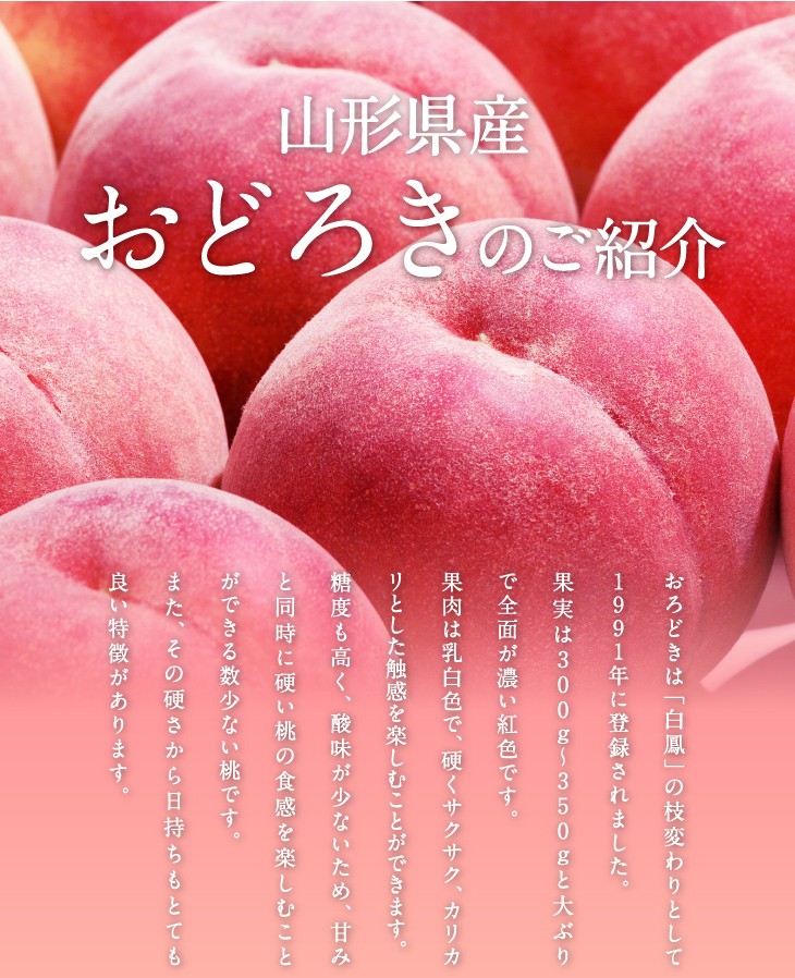山形県産白桃おどろきのご紹介 | おろどきは「白鳳」の枝変わりとして1991年に登録されました。果実は300g〜350gと大ぶりで全面が濃い紅色です。果肉は乳白色で、硬くサクサク、カリカリとした触感を楽しむことができます。糖度も高く、酸味が少ないため、甘みと同時に硬い桃の食感を楽しむことができる数少ない桃です。また、その硬さから日持ちもとても良い特徴があります。