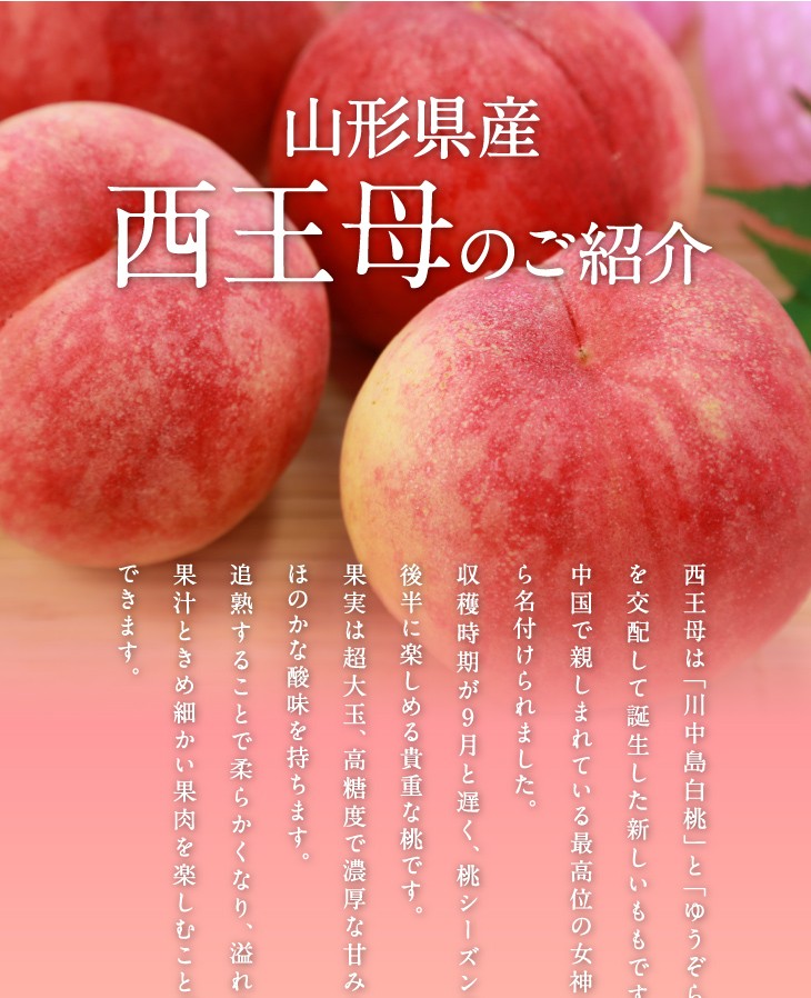 山形県産白桃西王母（せいおうぼ）のご紹介 | 西王母は「川中島白桃」と「ゆうぞら」を交配して誕生した新しいももです。中国で親しまれている最高位の女神から名付けられました。収穫時期が9月と遅く、桃シーズンの後半に楽しめる貴重な桃です。果実は大玉、高糖度で濃厚な甘みとほのかな酸味を持ちます。追熟することで柔らかくなり、溢れる果汁ときめ細かい果肉を楽しむことができます。