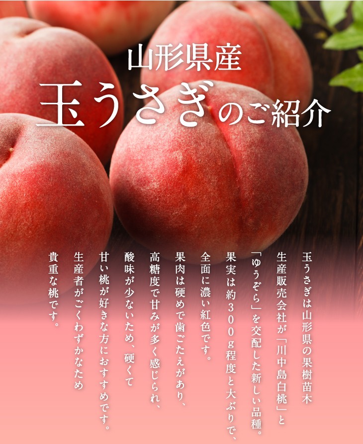 山形県産白桃 玉うさぎのご紹介 「川中島白桃」は長野市の川中島で偶然誕生した品種。果実は約250〜350gと大きめで、皮は全体に濃い紅色。果肉は硬く歯ごたえがありますが、糖度も高く、実もしっかりしているため、食べごたえのある桃です。硬い実なので日持ちも良く贈り物としても喜ばれる商品です。