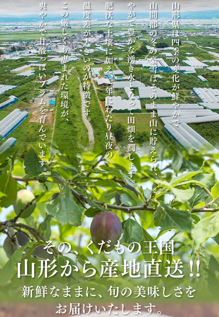山形県は四季の変化が鮮やかで山間部の冬の豪雪はそのまま山に貯えられ、やがて豊かな湧き水となって田畑を潤します。肥沃な土壌に加え、一年にわたり昼夜の温度差が大きいのが特徴です。この厳しくも恵まれた環境が、甘くて美味しいすいかを育んでいます。