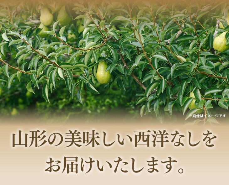 山形の美味しい西洋なしをお届けいたします。