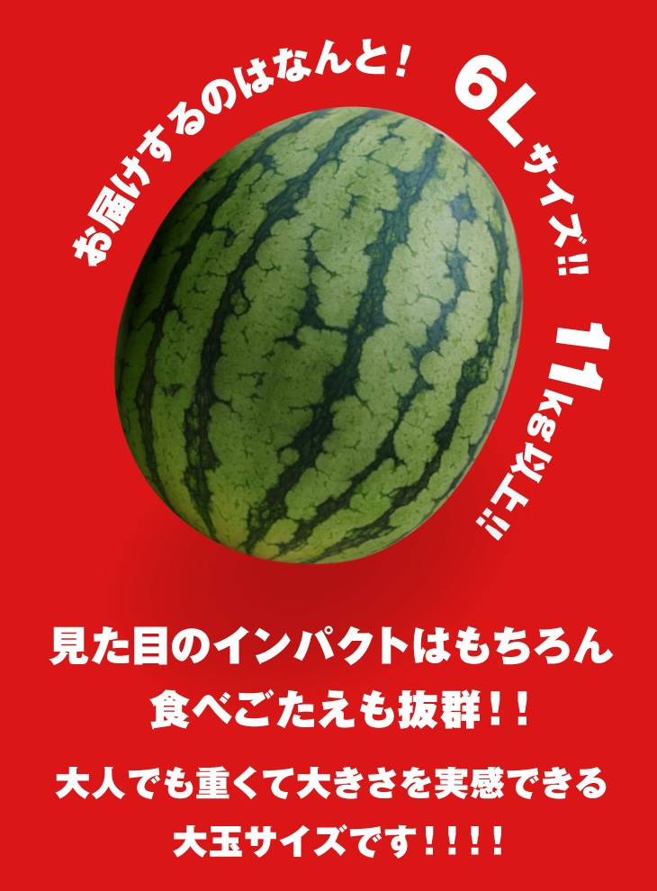 6L11kg以上!! | 見た目のインパクトはもちろん食べごたえも抜群！！ | 大人でも重くて大きさを実感できる大玉サイズです！！！！