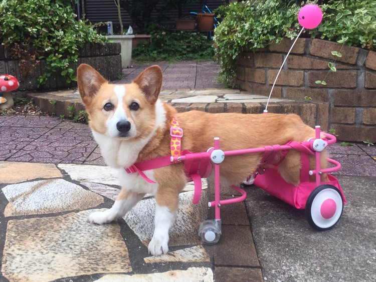 オプション 前輪 本体別 犬の車椅子用 4輪車椅子 足に力の無いワン