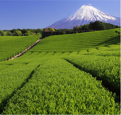 抹茶入り玄米茶