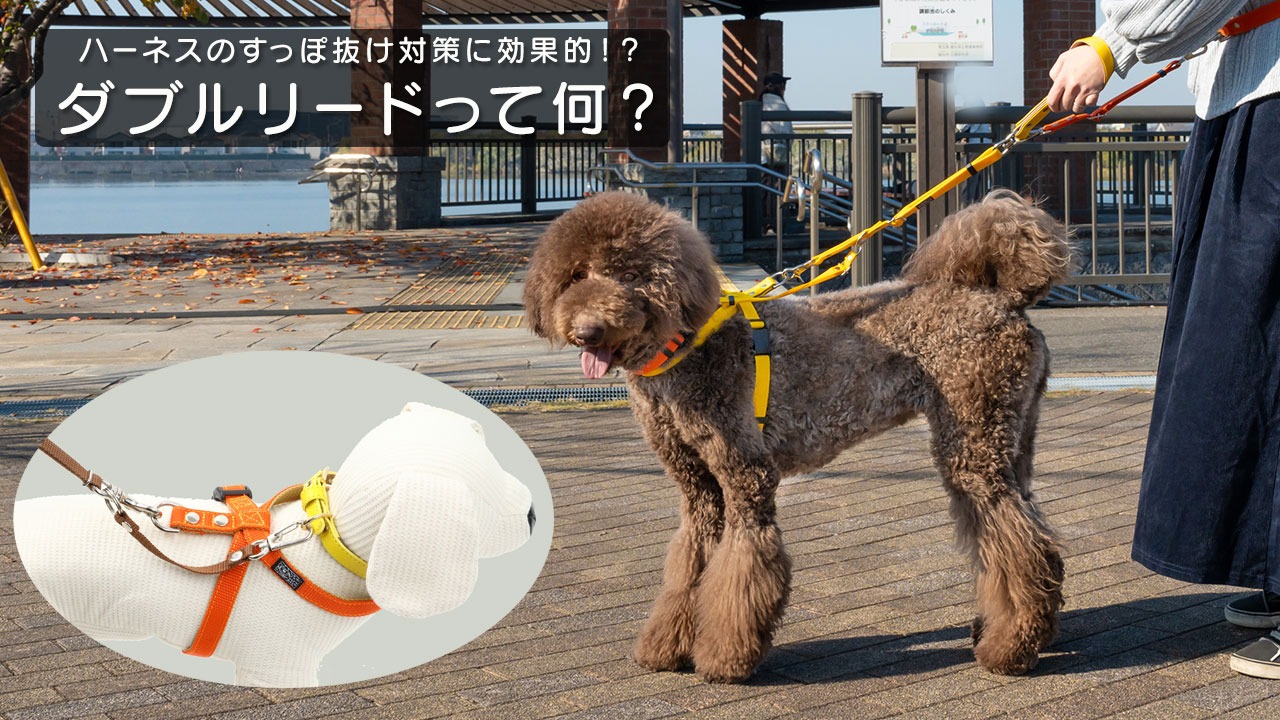 ハーネスのすっぽ抜け対策に効果的な「ダブルリード」とは？ - 犬の