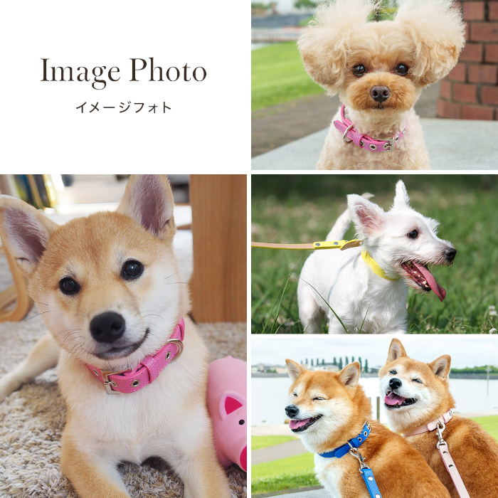 犬の首輪屋てるべる 犬 首輪 犬首輪 犬の首輪 おしゃれ かわいい