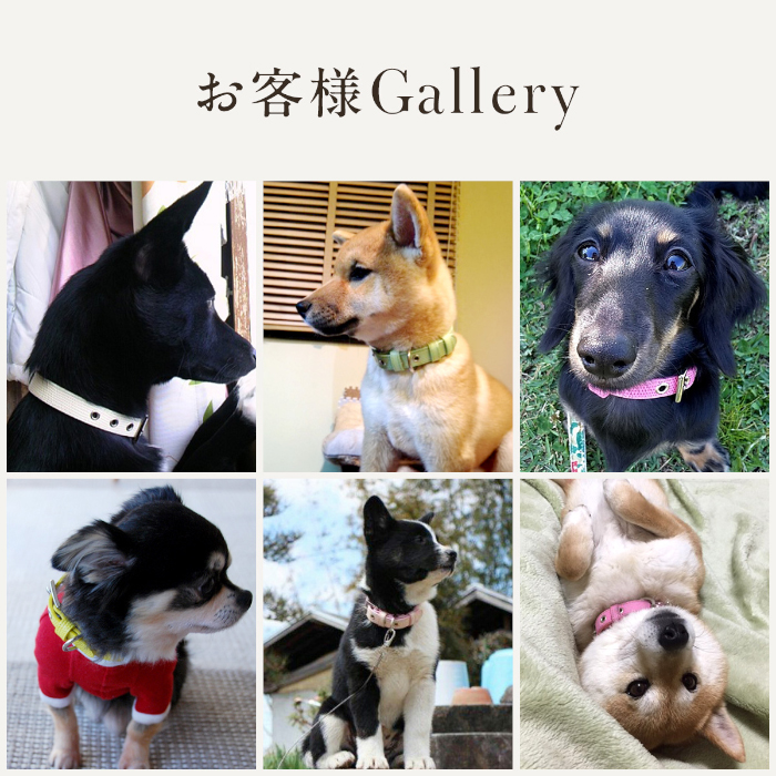 犬の首輪屋てるべる 犬 首輪 犬首輪 犬の首輪 おしゃれ かわいい