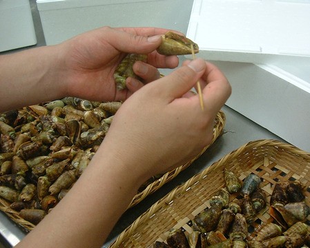 天然 活ちゃんばら貝 チャンバラ貝 マガキ貝 １ｋｇセット 約30個入り 西海国立公園 長崎県五島列島産 五島列島海鮮工房 テル鮮魚 通販 Yahoo ショッピング