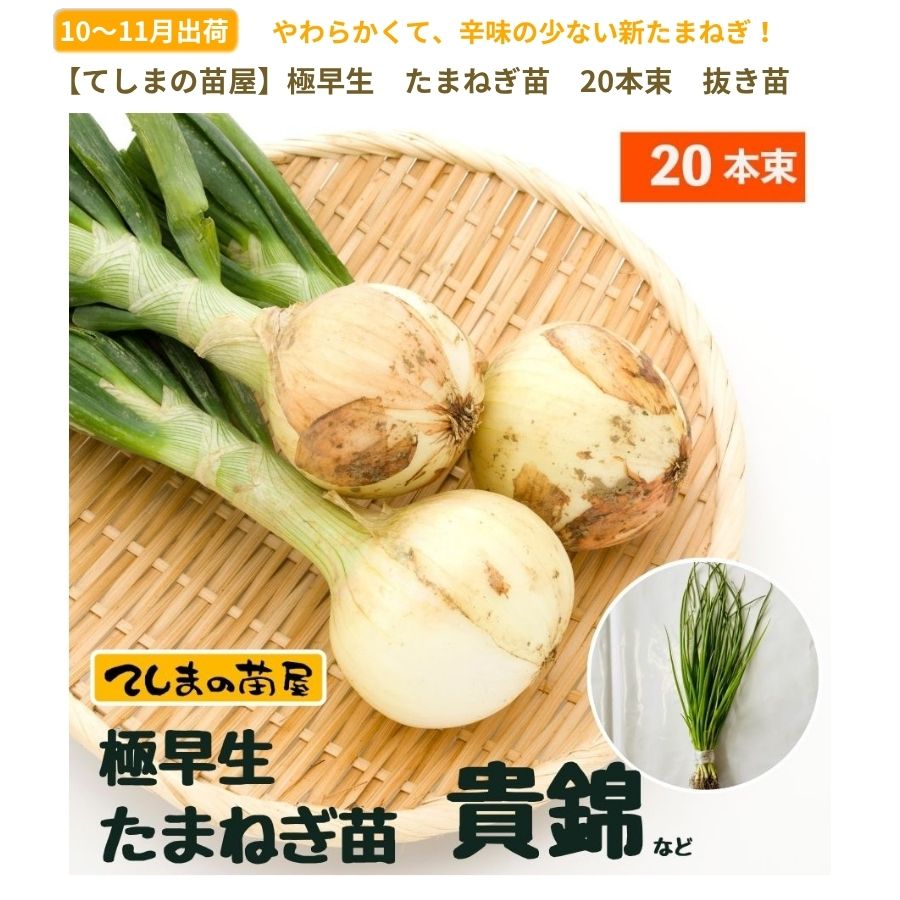 スーパーアップ サラダタマネギ 種子 20ml 3つセット 20tamatama.jpg