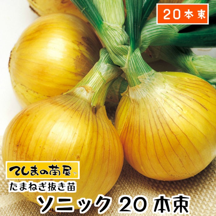 ◇高品質 早生 たまねぎ苗 約20本束 ソニックまたは七宝 タマネギ苗 抜き苗 notimundo.com.ec