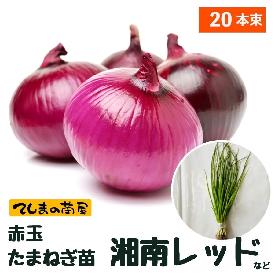 【予約受付中】 赤玉中晩成 たまねぎ苗 約20本束 湘南レッドまたは紅 タマネギ苗 抜き苗 【野菜苗 培土 種 】 【ガーデニング】 【家庭菜園】 :  tama-akabansei-tokyored-20 : てしまの苗屋 - 通販 - Yahoo!ショッピング