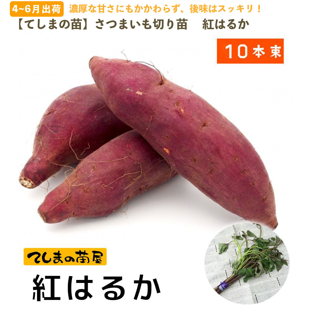 茨城県産 べにはるか苗 紅はるか苗 500本 さつまいも苗 個人農家直送 