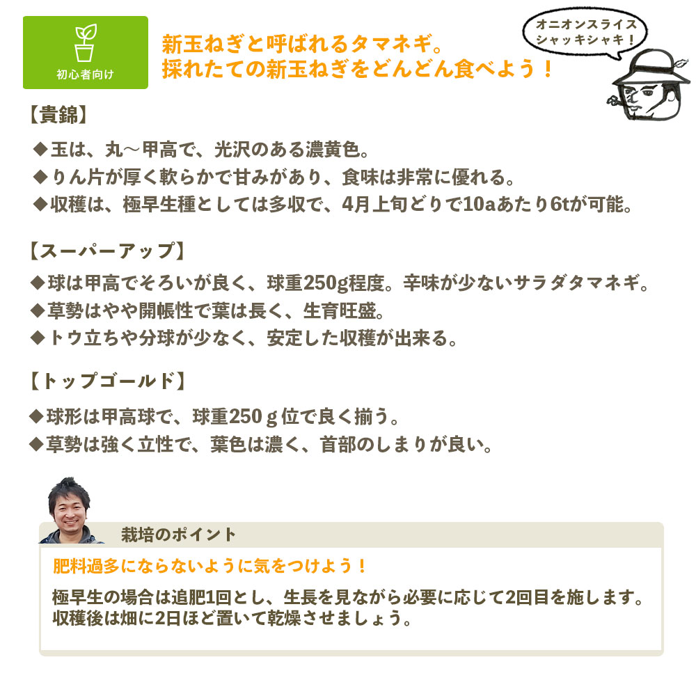 予約受付中】極早生 たまねぎ苗 約100本束 貴錦・スーパーアップ