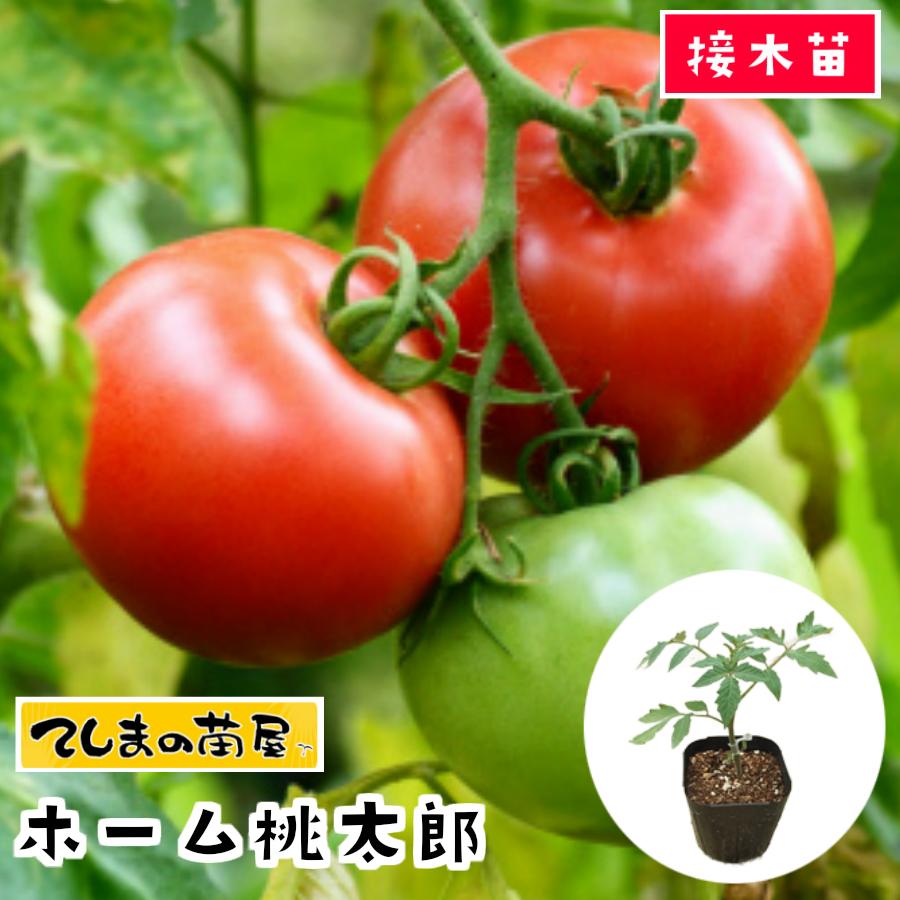 てしまの苗 大玉トマト苗 ホーム桃太郎 断根接木苗 野菜苗 9cmポット