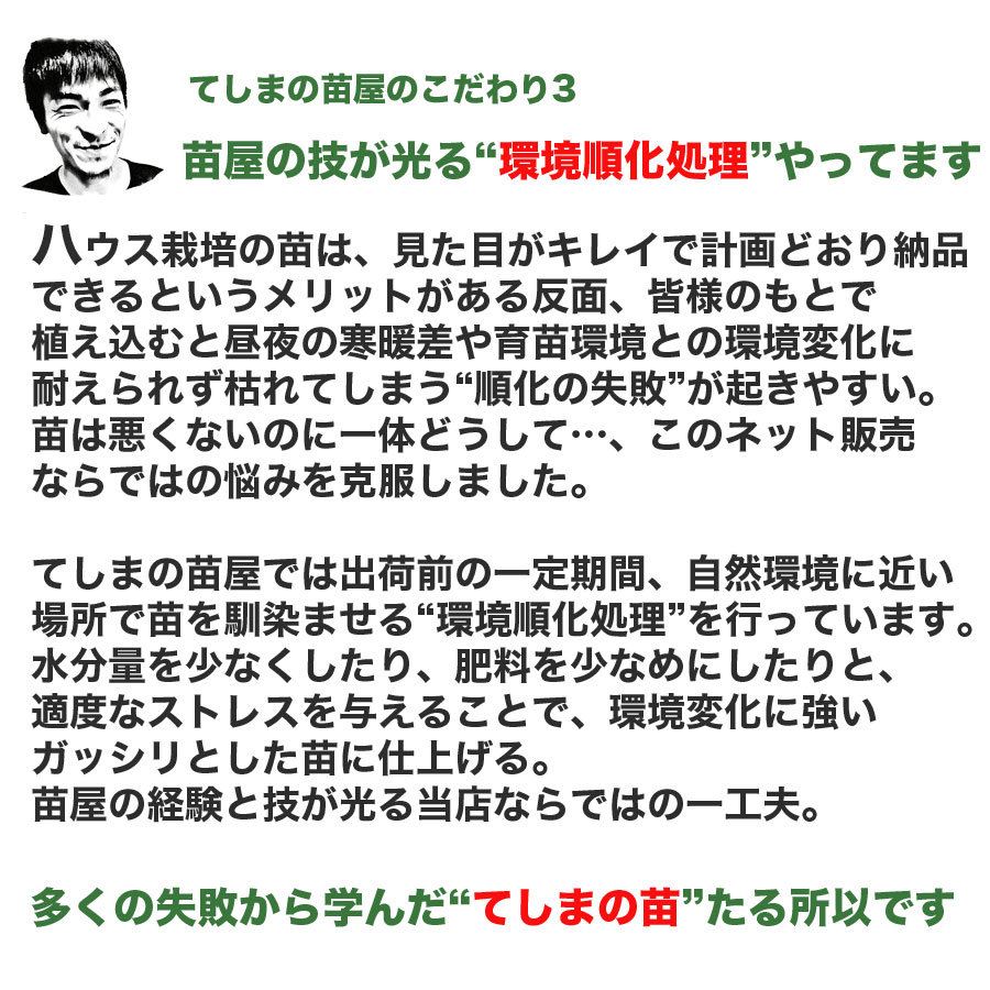 てしまの苗 エンドウ苗 スジナイン 9cmポット 実生苗｜teshimanonaeya｜09