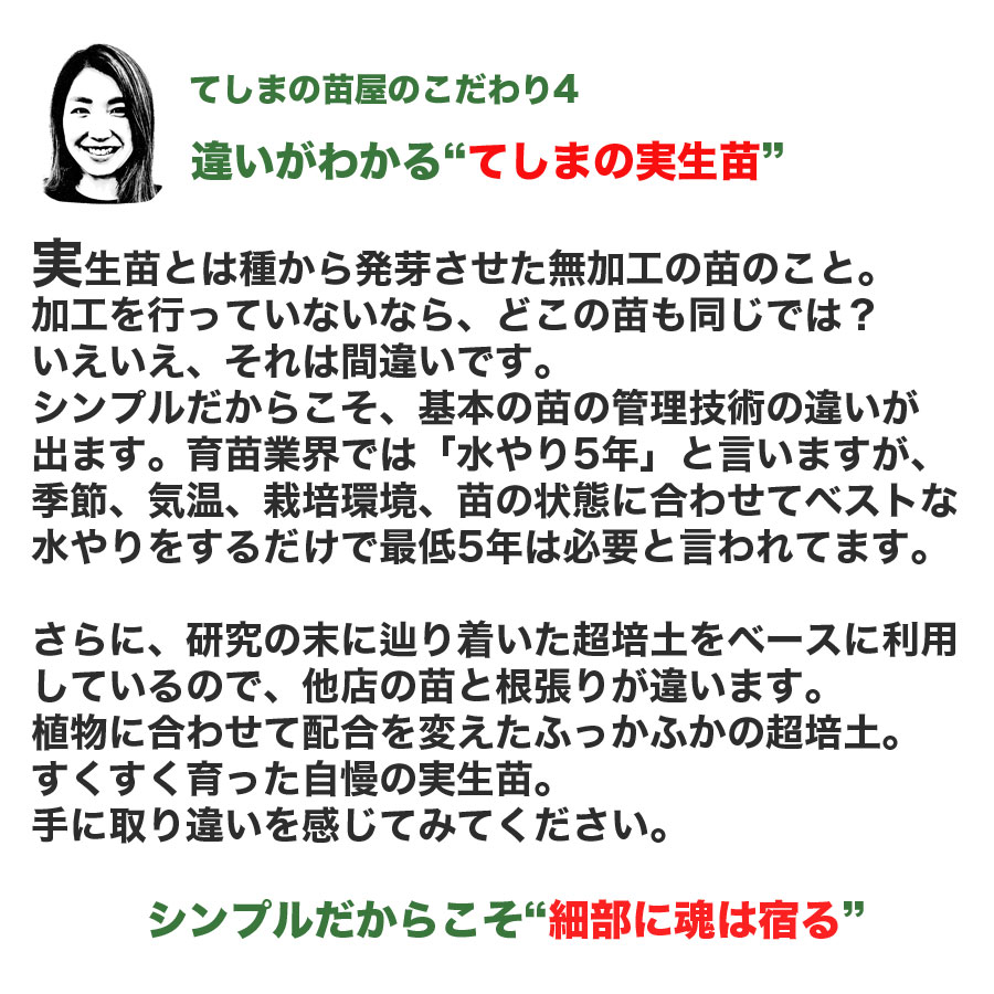 【てしまの苗】カボチャ苗　ブラックのジョー　9ｃｍポット　実生苗｜teshimanonaeya｜09