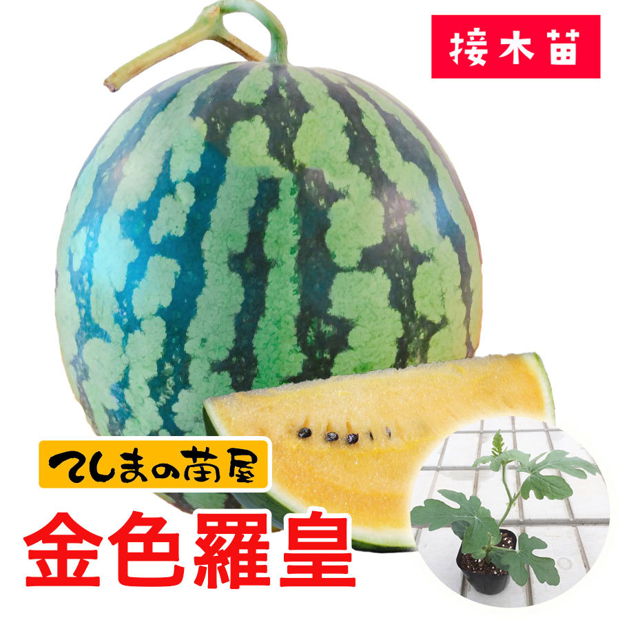 てしまの苗 大玉スイカ苗 金色羅皇 9cmポット スイカ 断根接木苗 野菜苗